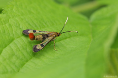 Synanthedon acerrubri