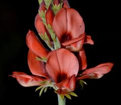 Indigofera complanata