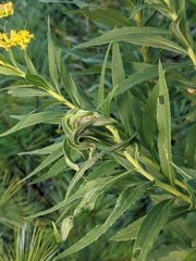 Asphondylia solidaginis