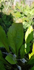 Magnoliopsida