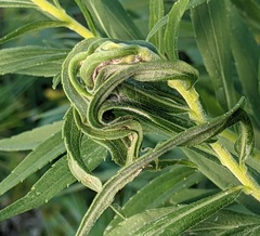 Asphondylia solidaginis