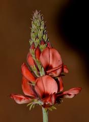 Indigofera complanata