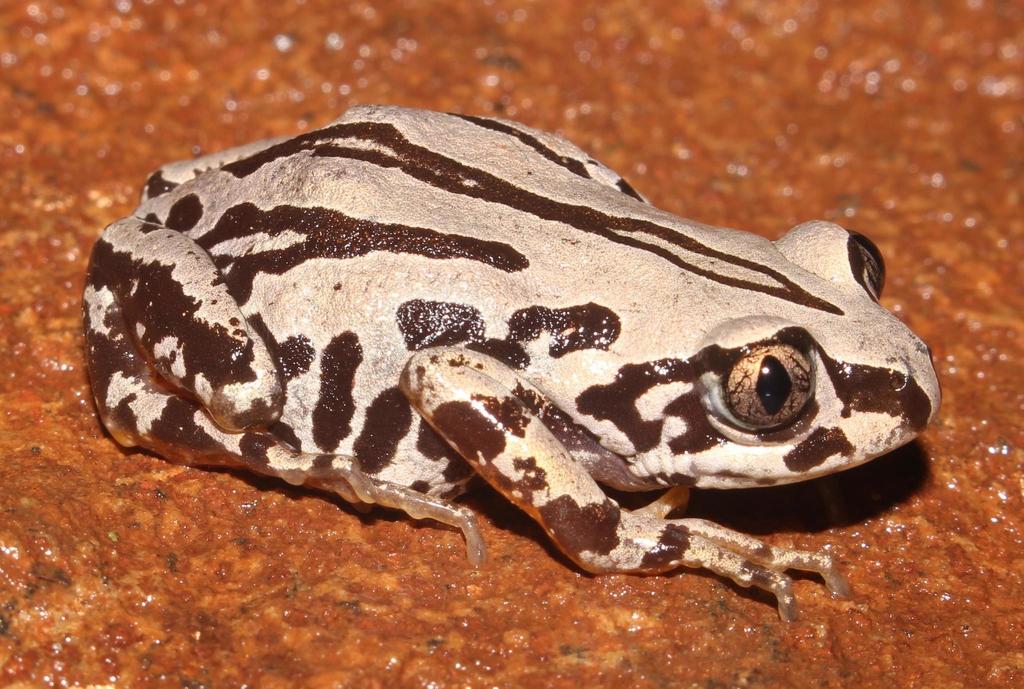 Rattling Frog