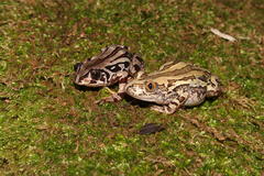 Semnodactylus wealii