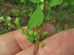 Fallopia cristata