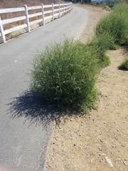 Salsola