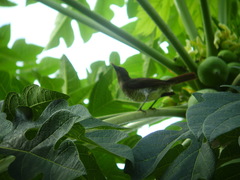 Turdus olivaceofuscus