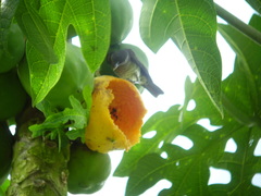 Turdus olivaceofuscus