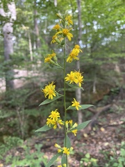 Solidago buckleyi