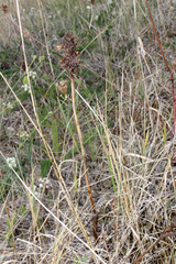 Anacamptis pyramidalis