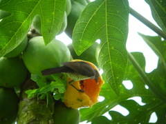 Turdus olivaceofuscus