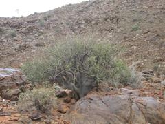 Commiphora capensis