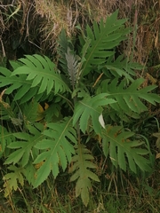 Bocconia frutescens
