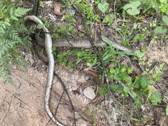 Coluber constrictor etheridgei