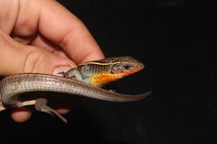 Gerrhosaurus flavigularis