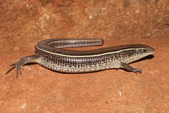 Gerrhosaurus flavigularis