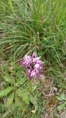 Orchis simia simia