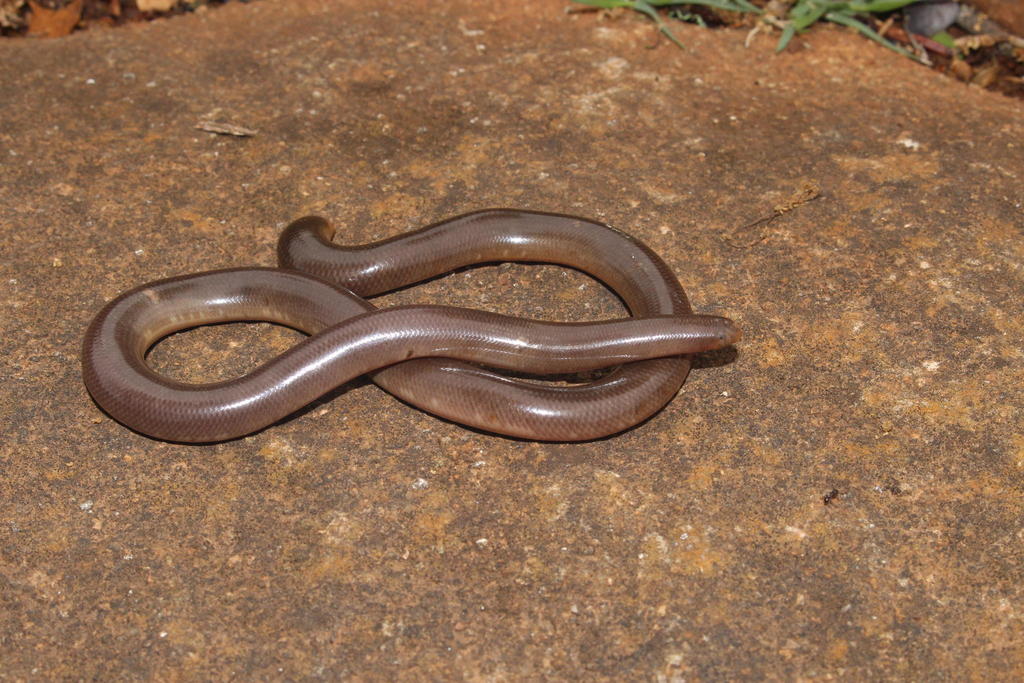 Bibron's Blind Snake