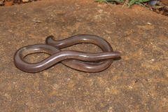 Afrotyphlops bibronii