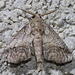 Barrens Paectes Moth - Photo (c) David G. Barker, some rights reserved (CC BY-NC), uploaded by David G. Barker