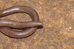 Afrotyphlops bibronii