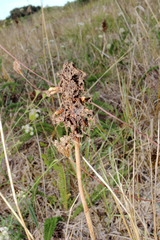 Anacamptis pyramidalis