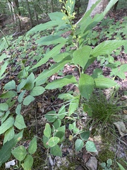 Solidago buckleyi