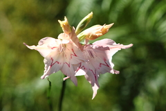 Gladiolus virgatus