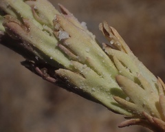 Chloropyron palmatum