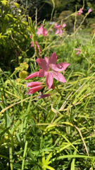 Hesperantha coccinea