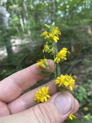 Solidago buckleyi