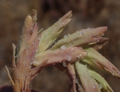 Chloropyron palmatum