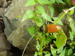 Sternotomis rufozonata