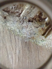 Chaenotheca brachypoda