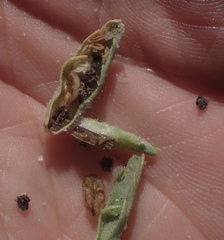 Chloropyron palmatum