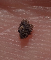 Chloropyron palmatum