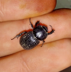 Archophileurus cribrosus