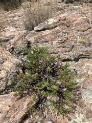 Penstemon pinifolius