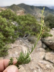 Penstemon pinifolius