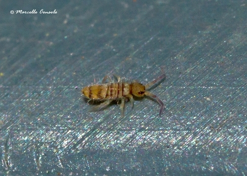 Entomobrya multifasciata, photo 4 of 10