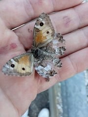 Hipparchia pellucida