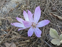 Colchicum bivonae