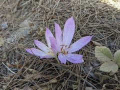 Colchicum bivonae