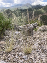 Blepharoneuron tricholepis