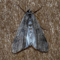 Parapoynx maculalis
