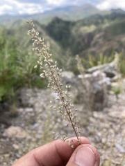 Blepharoneuron tricholepis