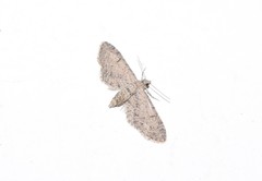Eupithecia ultimaria