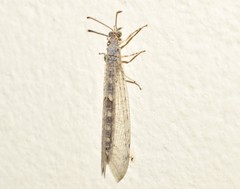 Delfimeus irroratus