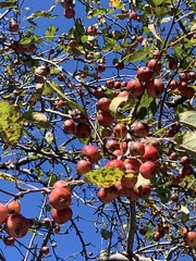 Malus