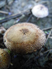 Agaricus diminutivus